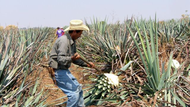 Campo de agave en el estado de Jalisco (México)