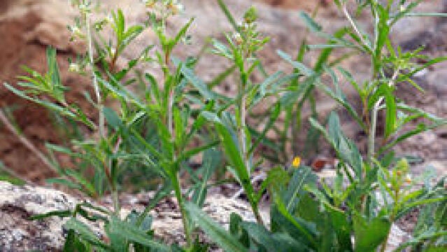 La nueva especie de planta con flores, Reseda minoica, de la región Mediterránea oriental