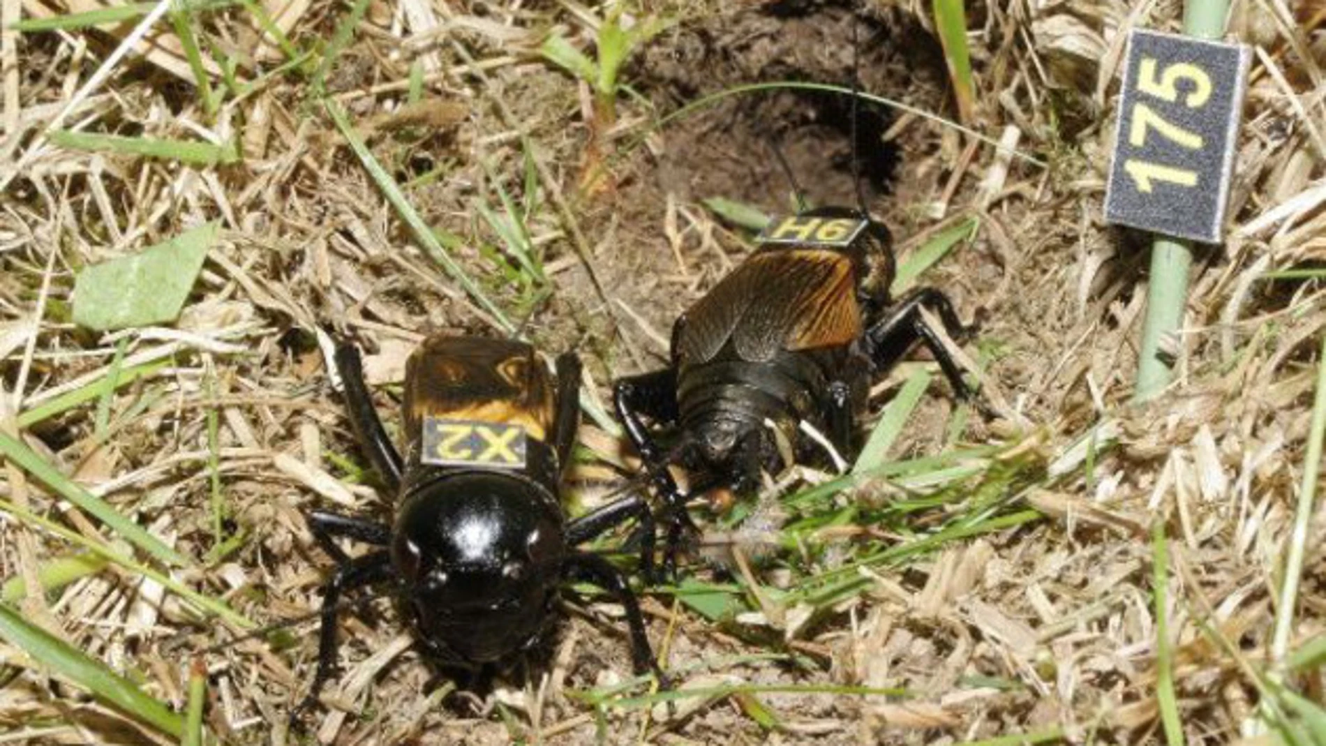 Pareja de grillos de campo (Gryllus campestris). / wildcrickets.org