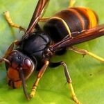 La avispa asiática