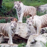 Tigres blancos criados en cautividad en el Chimelong Safari Park
