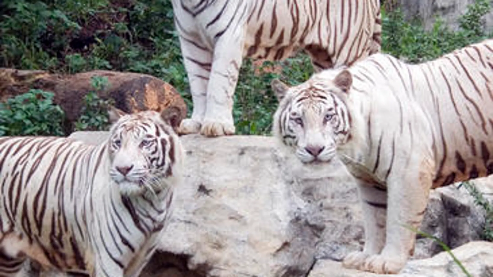 Tigres blancos criados en cautividad en el Chimelong Safari Park