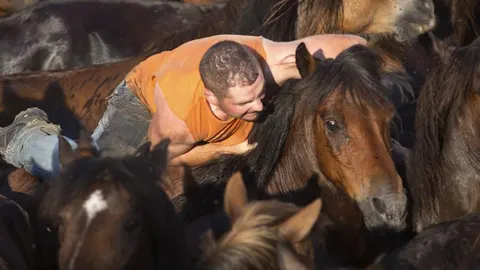 Un aloitador en la lucha por cortar las crines a los caballos salvajes.