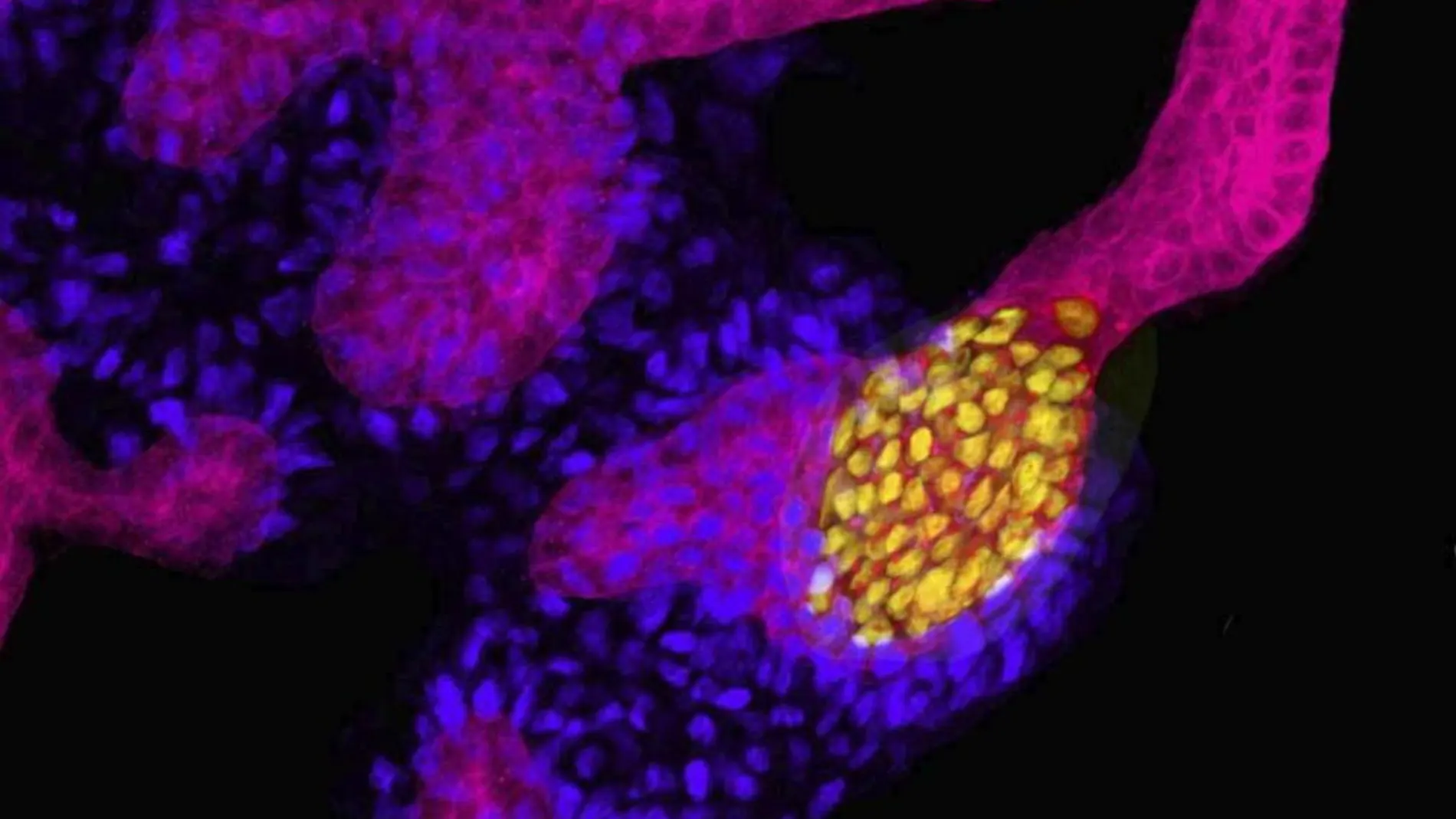 Imagen de uno de los minirriñones creados a partir de células madre