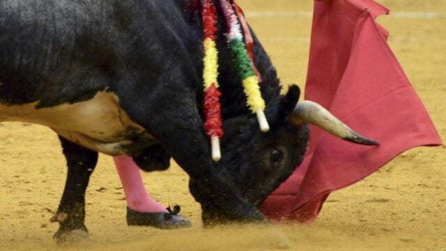 Paco Ureña templa con la izquierda al ejemplar de La Quinta