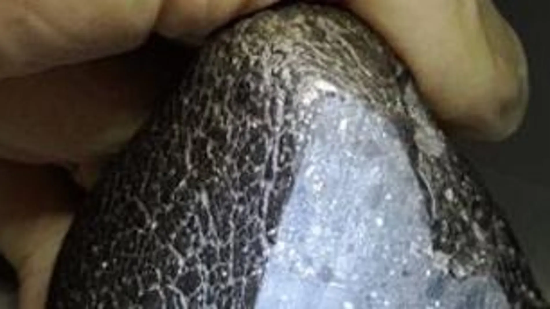 Un meteorito hallado por dos españoles revela más información sobre Marte