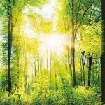 Compensar emisiones: con la conciencia tranquila y una atmósfera más limpia