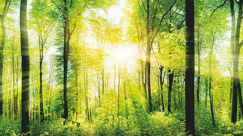 Compensar emisiones: con la conciencia tranquila y una atmósfera más limpia