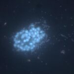 Imagen de microscopio de epifluorescencia conteniendo diferentes morfologías microscópicas no identificadas presentes en las saladas de Monegros.