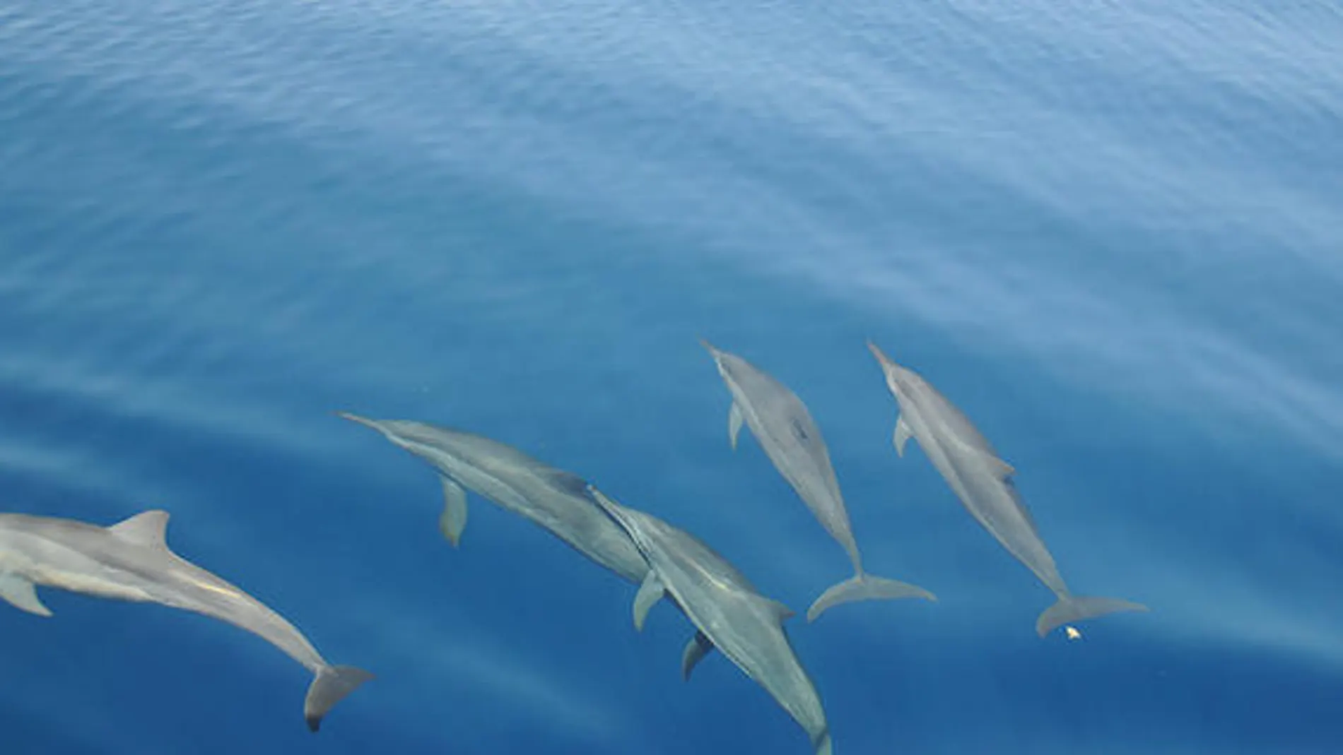 Los delfines nariz de botella son capaces de reconocer las voces de sus congéneres