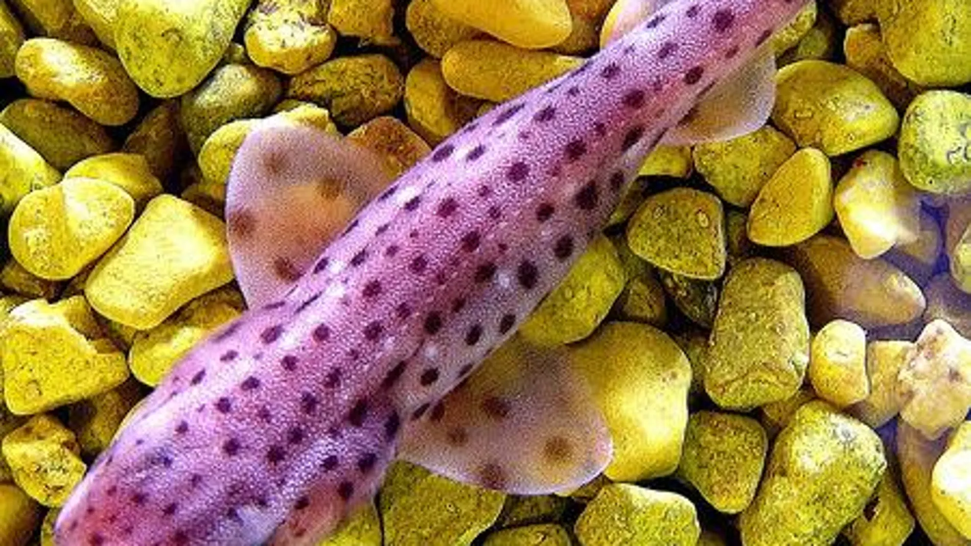 Las primeras pruebas experimentales de la investigación han demostrado el efecto de repulsión que tienen los imanes en los tiburones, en concreto sobre las pintarrojas.