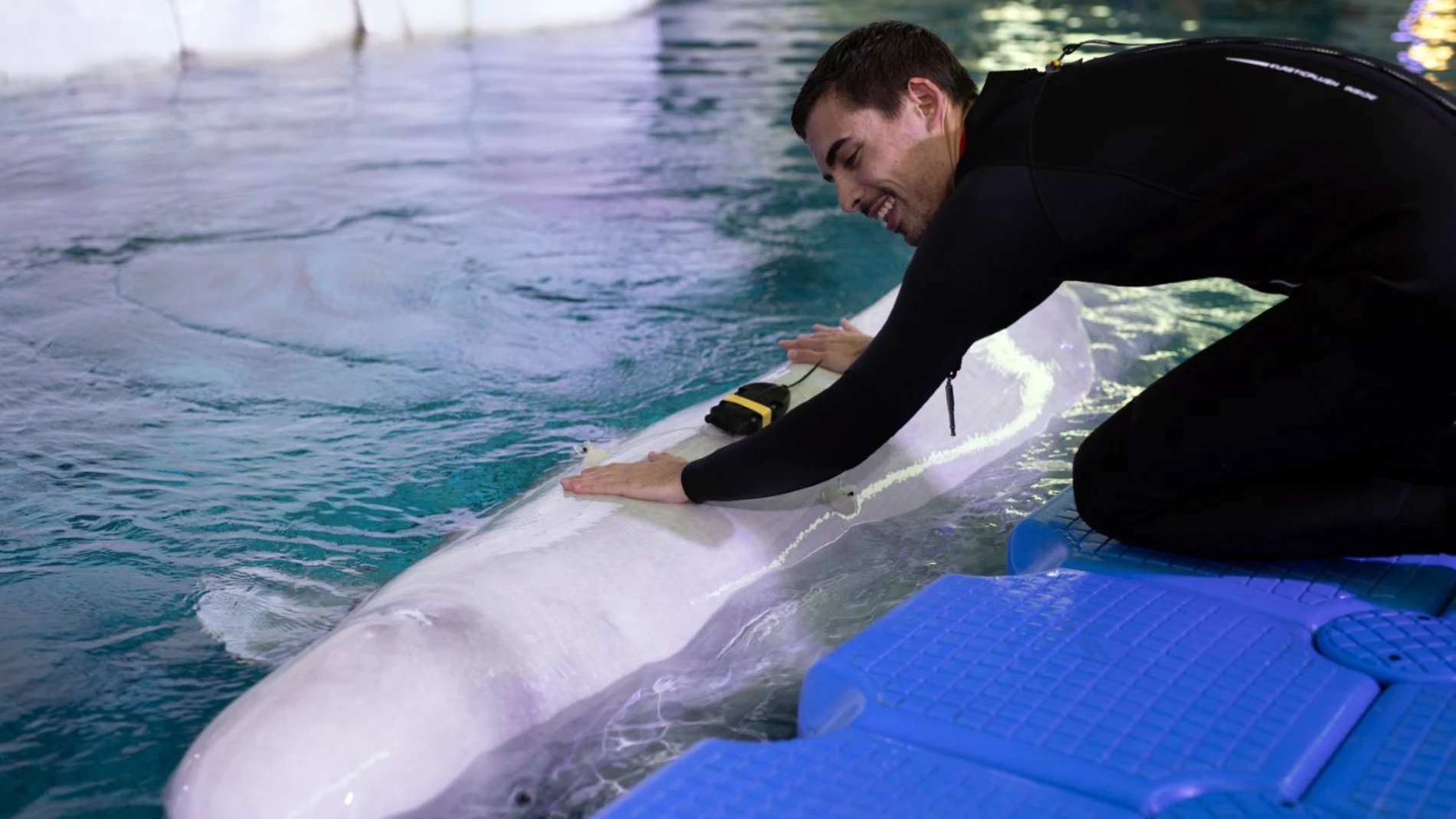 El Oceanográfico forma parte de las asociaciones nacionales e internacionales más relevantes como la Asociación Ibérica de Zoos y Acuarios (AIZA), la Asociación Europea de Zoos y Acuarios (EAZA) y la Asociación Europea de Mamíferos Marinos (EAAM)