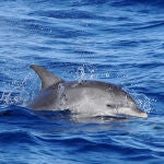 Los delfines son capaces de realizar una amplia gama de sonidos: silbidos de frecuencia modulada, ráfagas de impulsos sonidos y clics -utilizados para la ecolocalización-.