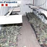 El arrestado cultivaba la droga en contenedores de barco