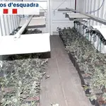  Detenido con 3.791 plantas de marihuana