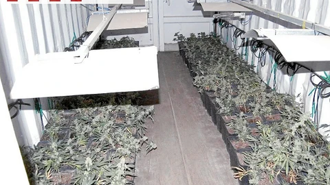 El arrestado cultivaba la droga en contenedores de barco