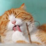 Las lenguas de gato tienen papilas que desempeñan un importante papel en el aseo felino / Pixabay