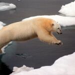De profesión, vigilante de osos polares