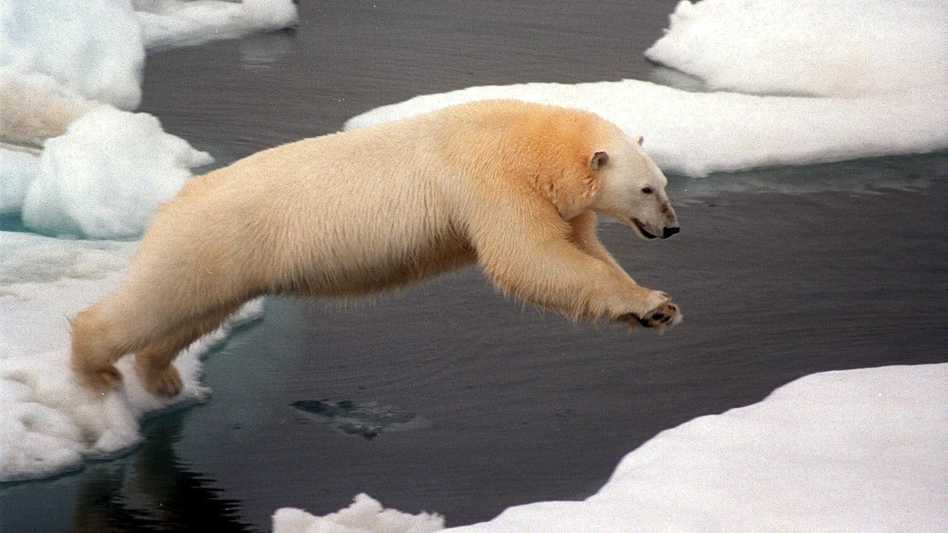 De profesión, vigilante de osos polares