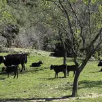  Las ganaderías catalanas, en peligro