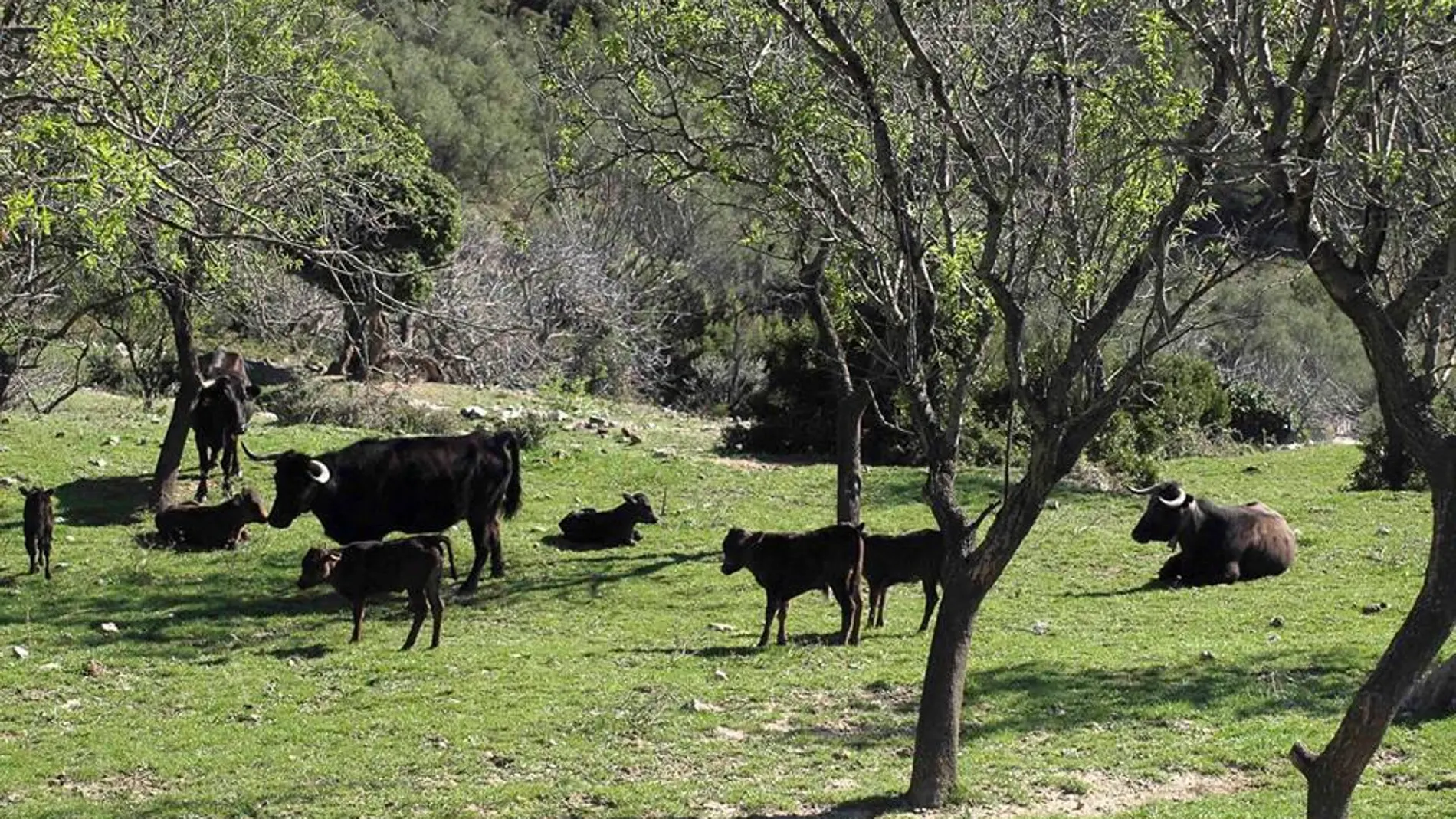Las ganaderías catalanas, en peligro