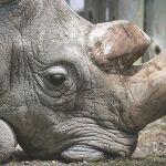Tres de las cinco especies de rinocerontes están en peligro de extinción