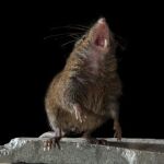 Un ejemplar de ratón cantor / Science