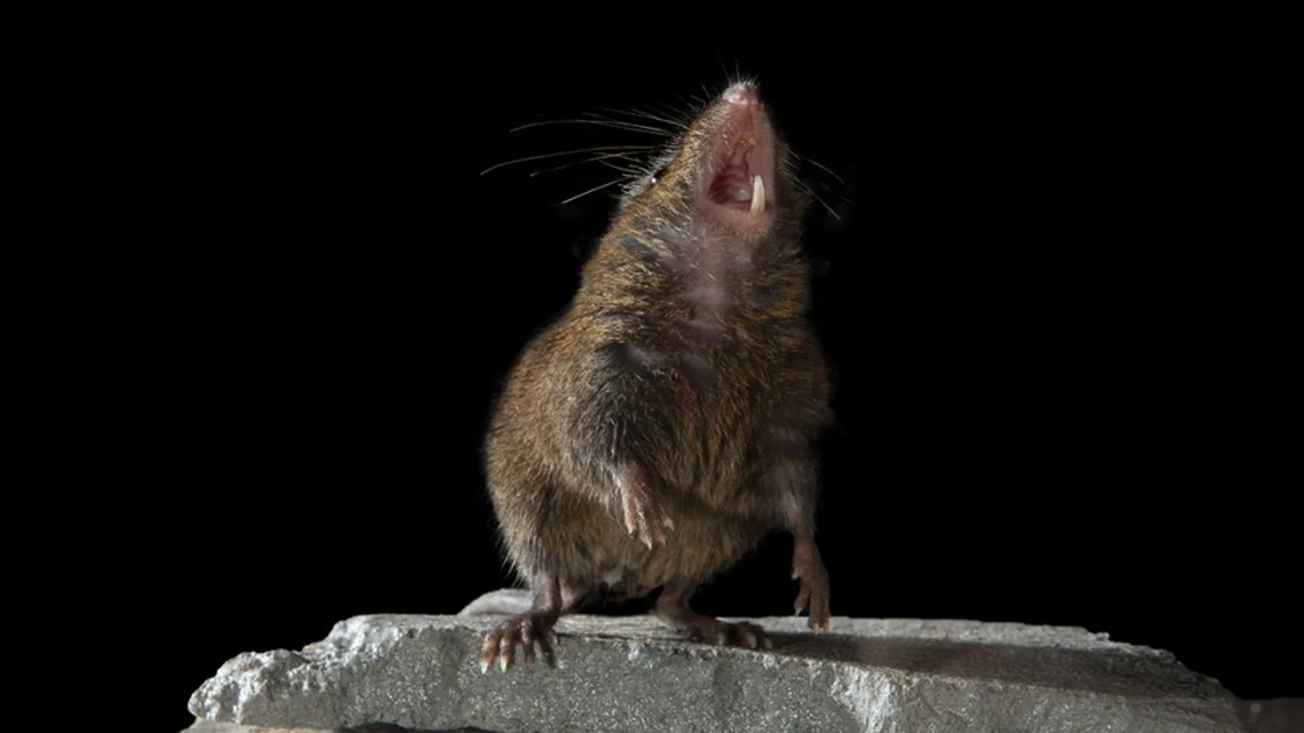 Un ejemplar de ratón cantor / Science