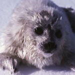 Una cría de foca anillada, aún con su pelaje blanco, sobre la superficie del hielo. / Ian Stirling