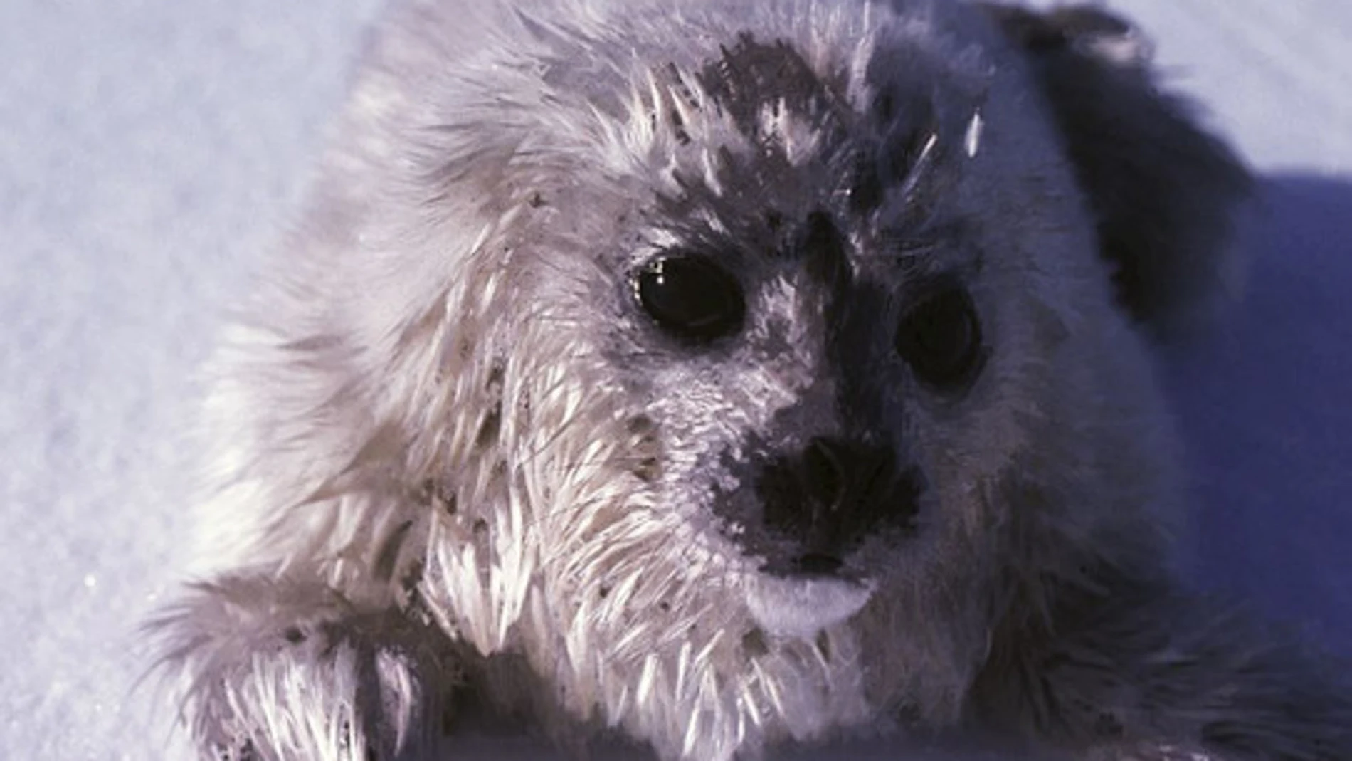 Una cría de foca anillada, aún con su pelaje blanco, sobre la superficie del hielo. / Ian Stirling