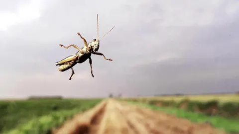 Saltamontes, uno de los invertebrados con los que se realizó el estudio / AP