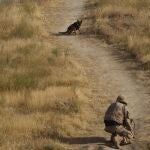 Zapadores en Afganistán: una protección indispensable para el repliegue