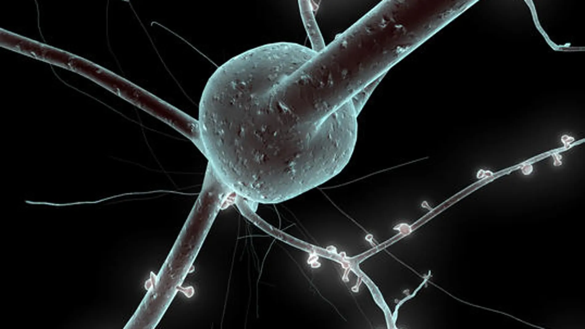 La investigación de la Universidad de Tokyo emplea cultivos de neuronas conectados al robot. En la imagen, recreación 3D de una neurona.