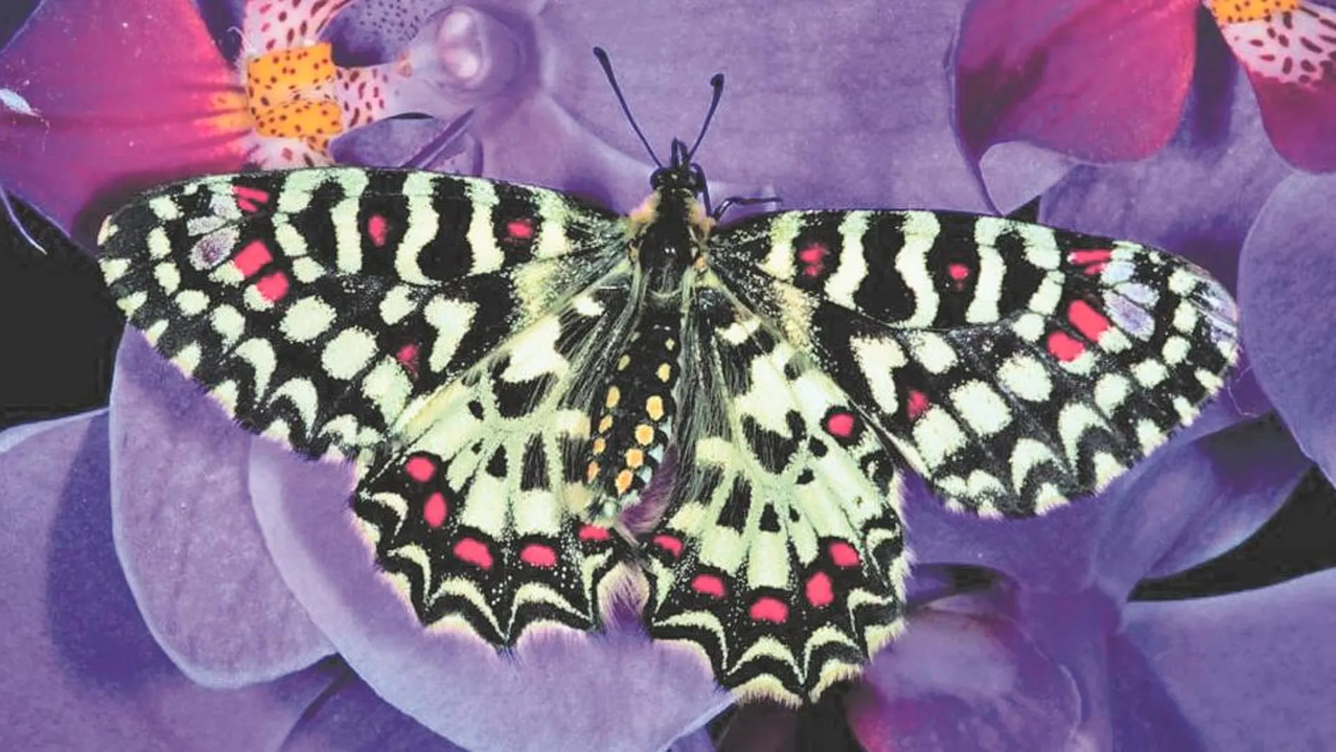 Imagen de un ejemplar de Zerynthia rumina