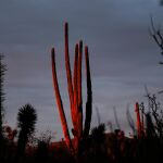 Un cactus en el desierto de Baja California (México) / AP