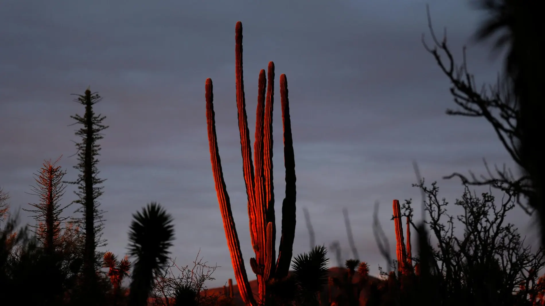 Un cactus en el desierto de Baja California (México) / AP