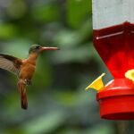 Una especie de colibrí en peligro de extinción