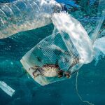 Un cangrejo permanece atrapado en un vaso de plástico en el mar en el Pasaje de Isla Verde en Filipinas / Foto: Efe
