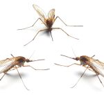 Mosquitos anófeles / Dreamstime