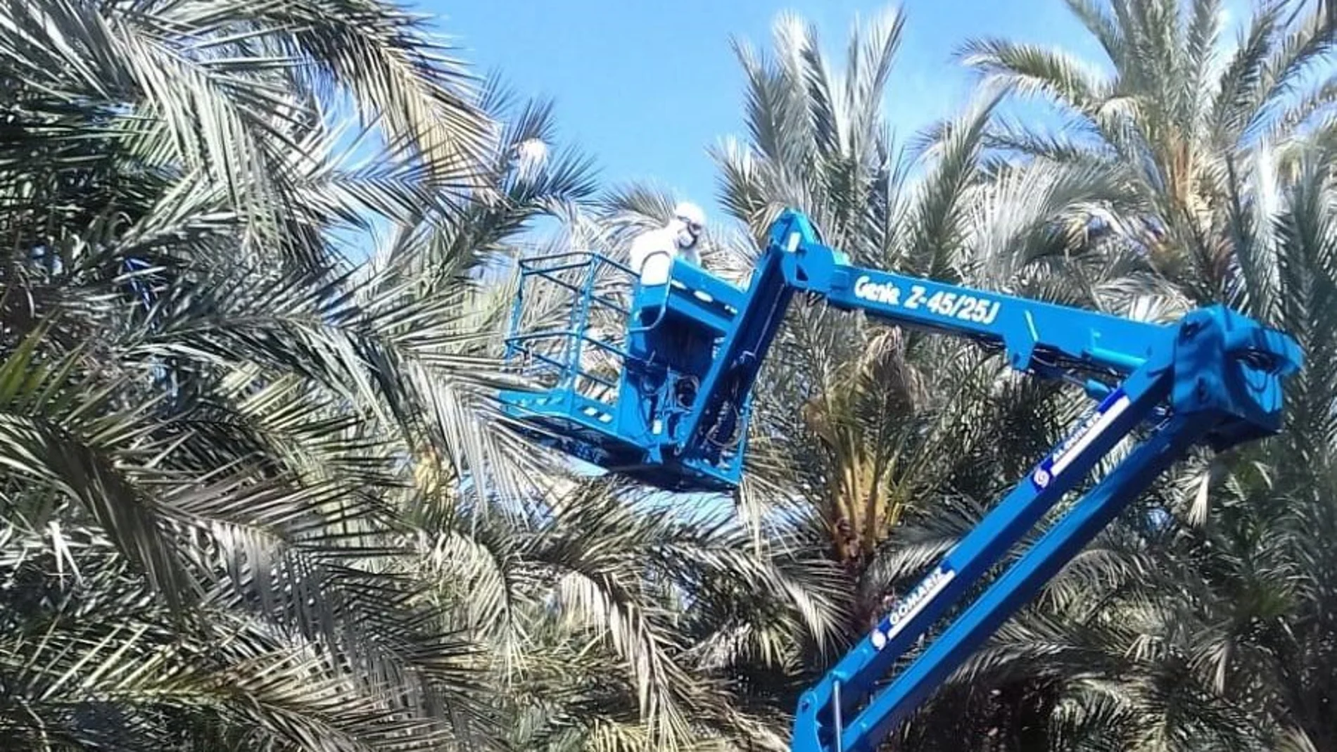 Técnicos del servicio de mantenimiento del Ayuntamiento de Murcia trabajan en evitar que se extienda la plaga del picudo rojo en las palmeras