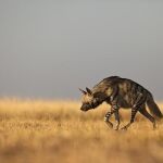 Las hienas rayadas viven en pequeños grupos en el norte de África.