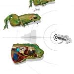 Ilustración sobre cómo la rana Gardiner puede escuchar con la boca.