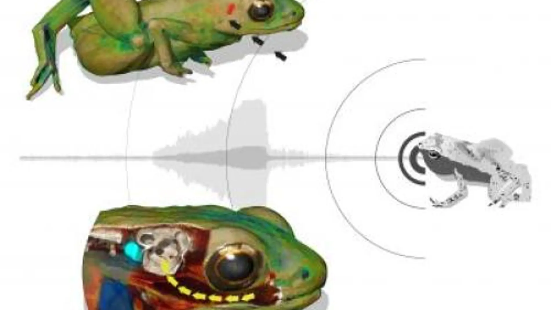Ilustración sobre cómo la rana Gardiner puede escuchar con la boca.