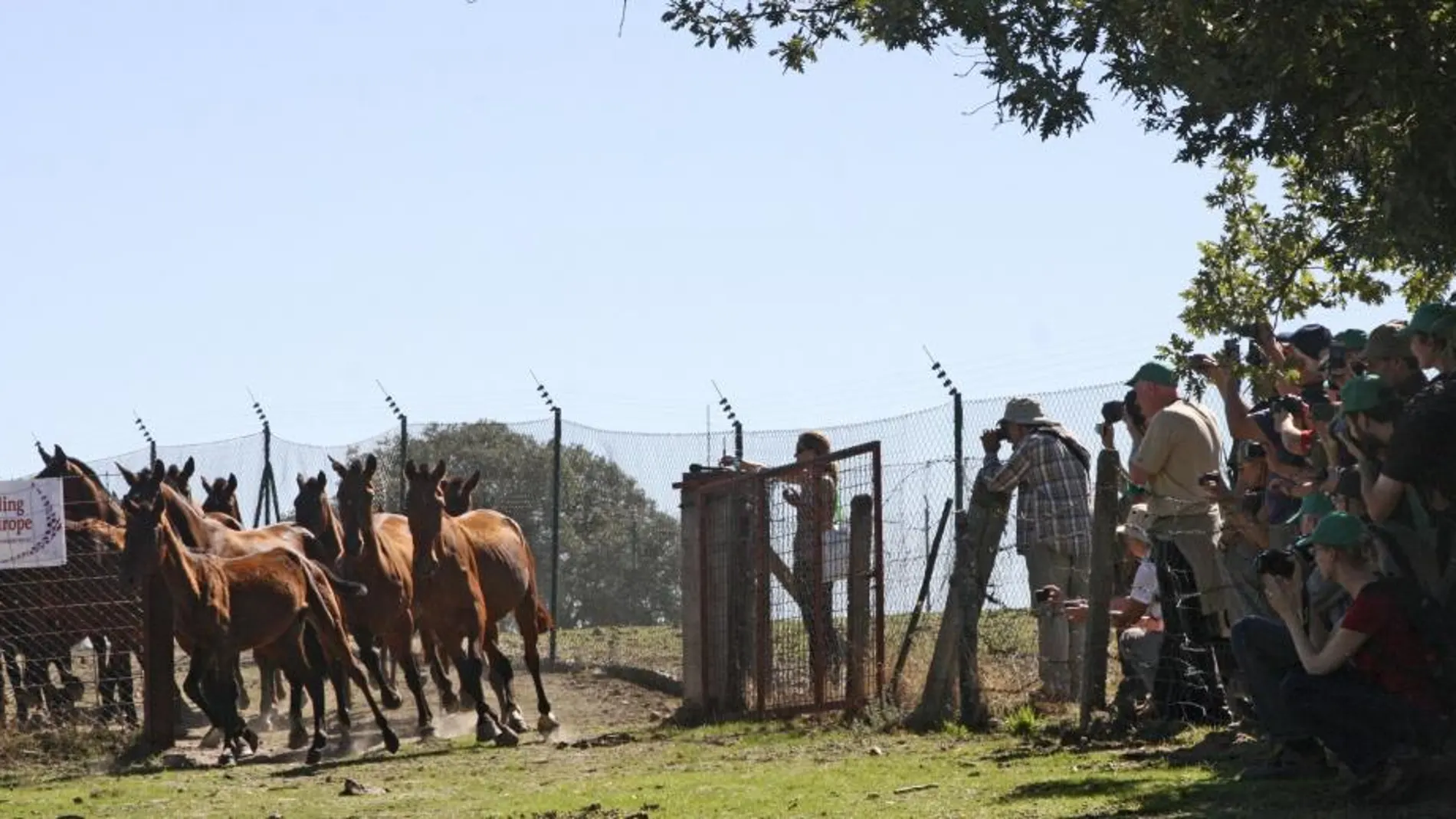 Varios de los asistentes al congreso Mundial Wild 10 que se celebra en Salamanca, ante varios de los 23 caballos en peligro de extinción de la raza retuertas, que han sido puestos en libertad en la Reserva Biológica de Campanarios de Azaba en Espeja (Salamanca).