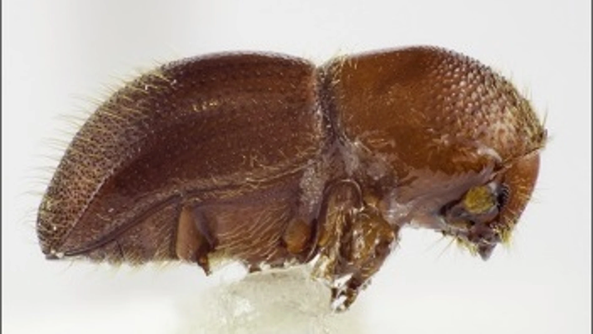 Un ejemplar el escarabajo Xylosandrus / UA