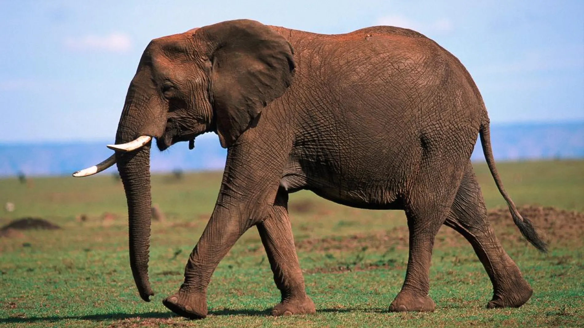 Un ejemplar de elefante africano, una de las especies más amenazadas hoy en día