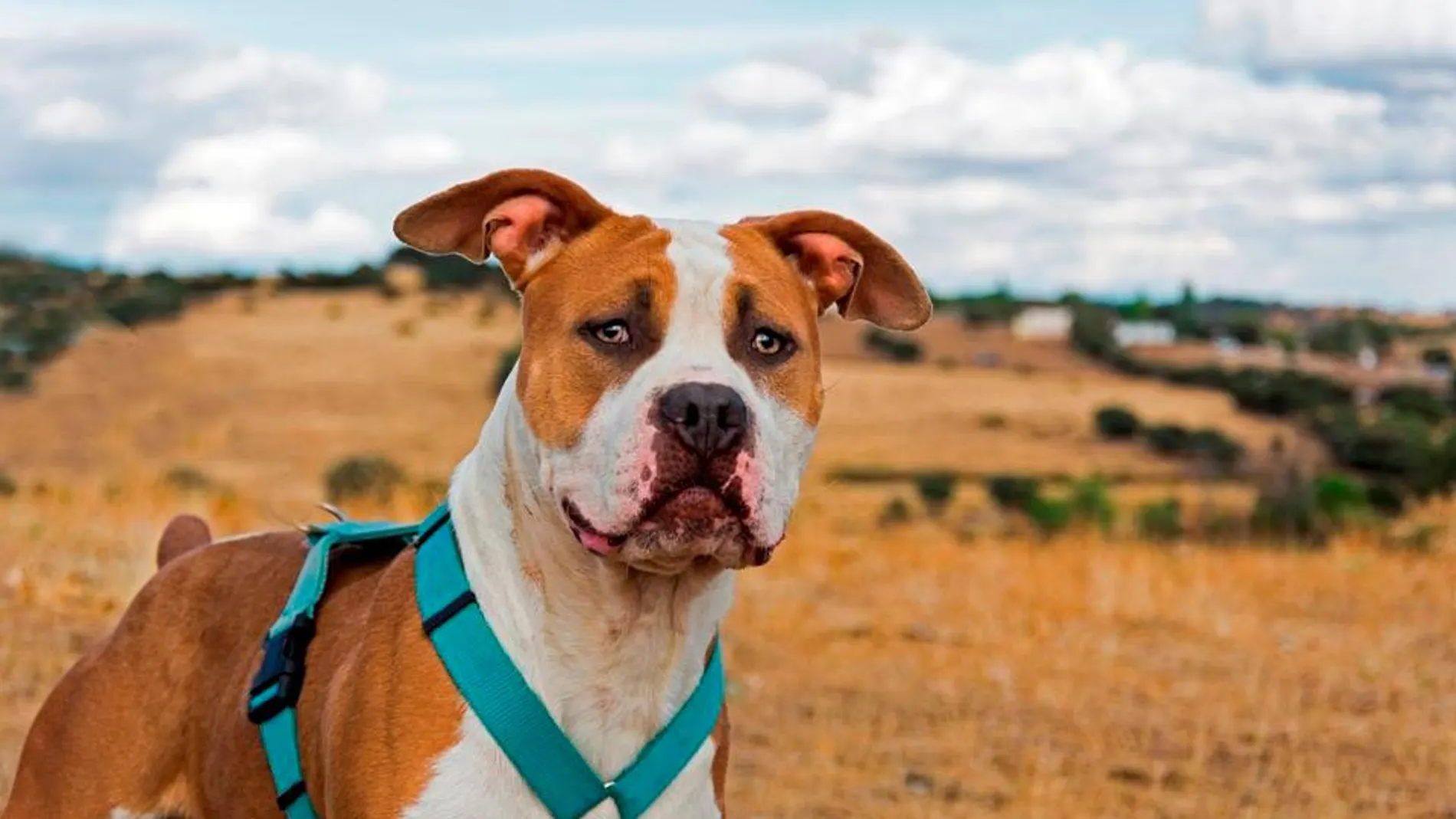 Un pitbull salva a un bebé de morir en un incendio