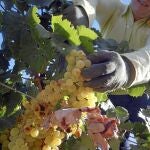 Dudas por el precio de la uva en una vendimia que dejará 360.000 jornales