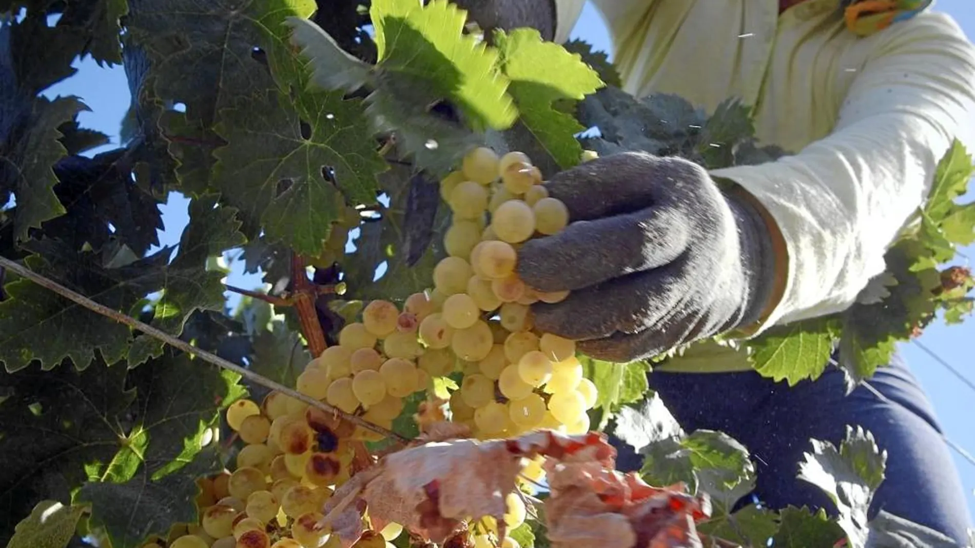 Dudas por el precio de la uva en una vendimia que dejará 360.000 jornales
