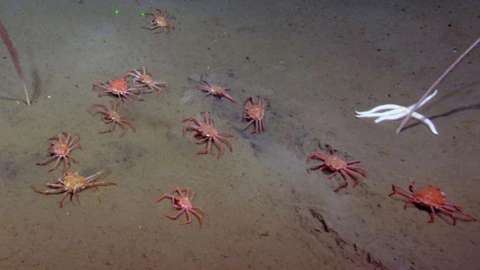 Grupo de cangrejos curtidores en el lecho marino. / Oregon State University